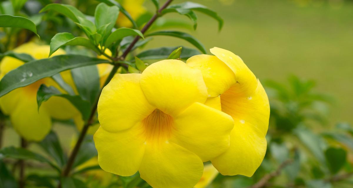 芙蕖的养殖技巧是什么？