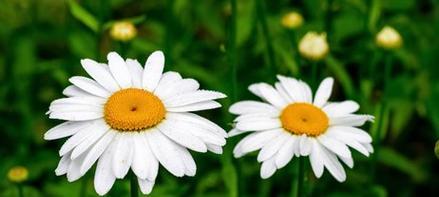 夏天白色的花有哪些？它们为何能在夏季盛开？