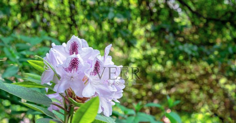 夏天白色的花有哪些？它们为何能在夏季盛开？