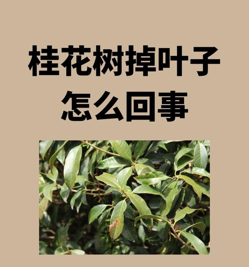 桂花落叶处理方法是什么？