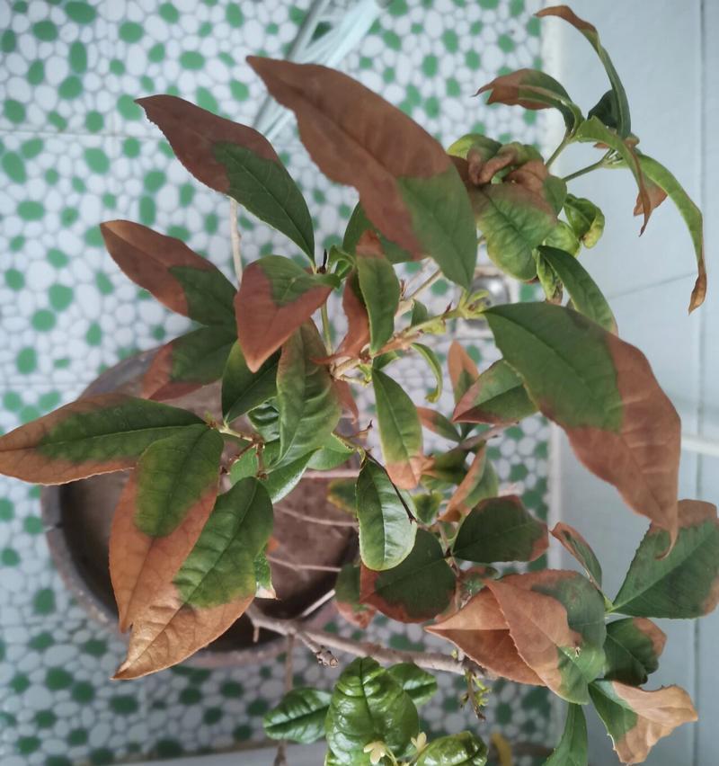 桂花落叶处理方法是什么？
