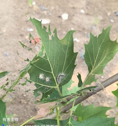 树长虫子怎么办？树木害虫的防治方法有哪些？