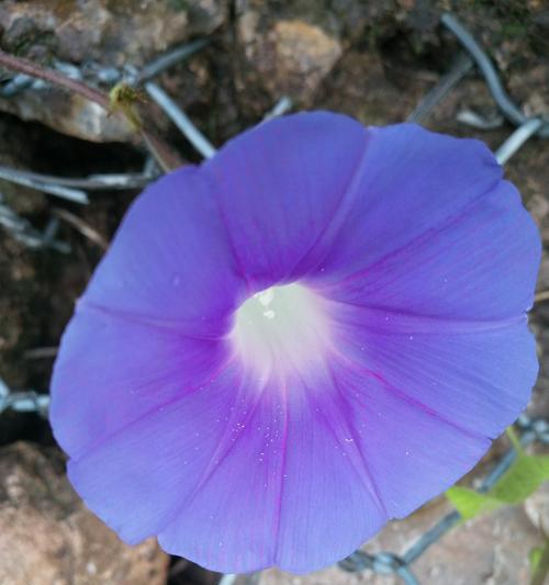 牵牛花的花朵形状像什么？它的花色有哪些变化？