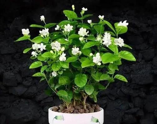 茉莉花什么时候开花？茉莉花的开花季节和注意事项是什么？
