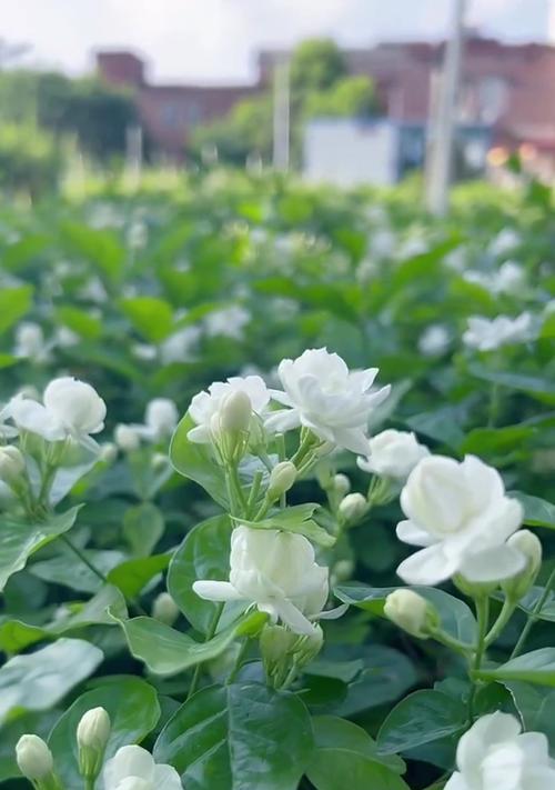 茉莉花什么时候开花？茉莉花的开花季节和注意事项是什么？