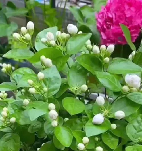 茉莉花什么时候开花？茉莉花的开花季节和注意事项是什么？