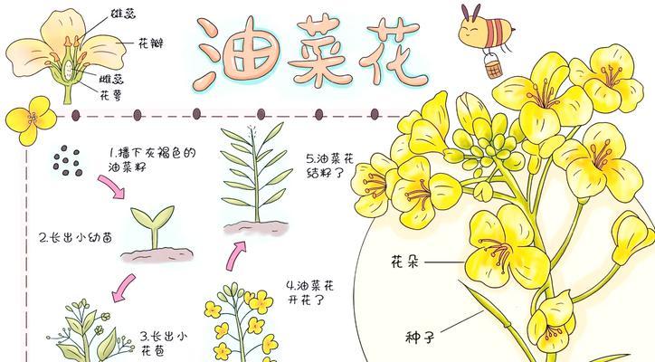 花种子发芽的技巧是什么？如何提高发芽率？
