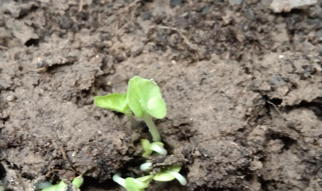 花种子发芽的技巧是什么？如何提高发芽率？