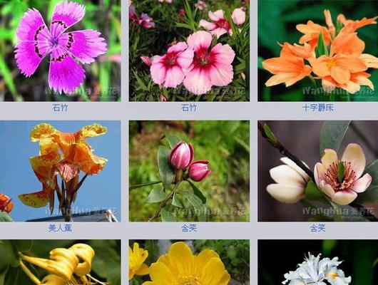 花卉大全中包含哪些花的名称？