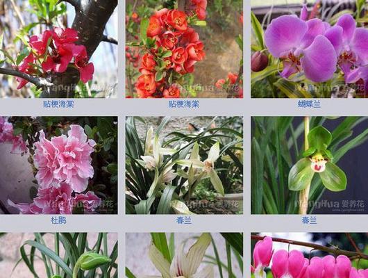 花卉大全中包含哪些花的名称？