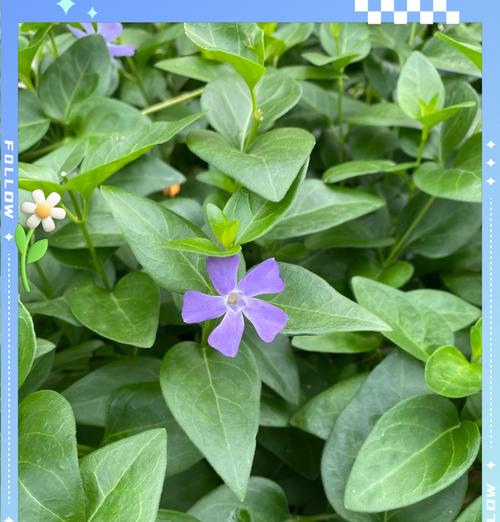 花卉大全中包含哪些花的名称？