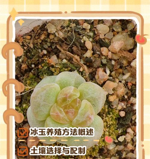 紫帝玉的养殖技巧有哪些？紫帝玉养殖需要注意什么？