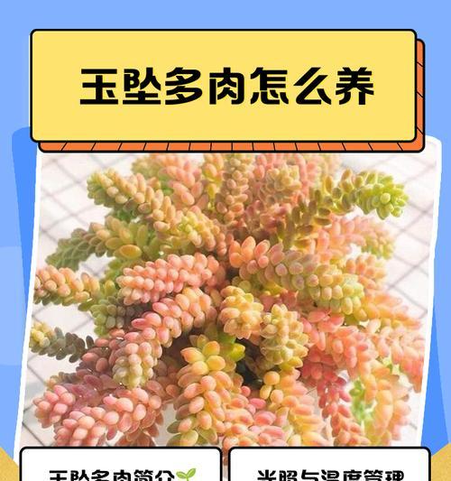 紫帝玉的养殖技巧有哪些？紫帝玉养殖需要注意什么？