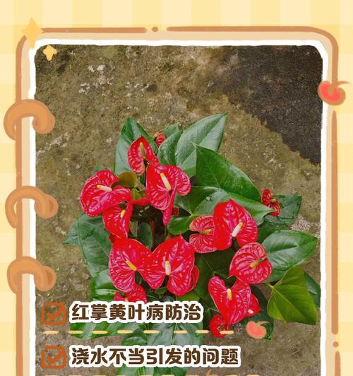 红掌老叶发黄的解决方法是什么？