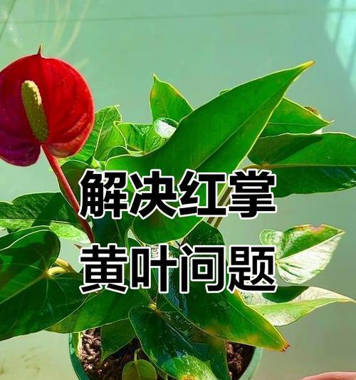 红掌老叶发黄的解决方法是什么？
