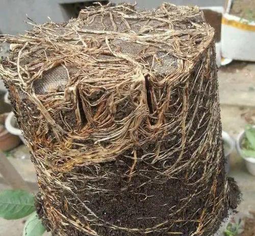 养花选择哪种土壤最适宜？不同花卉对土壤有何要求？