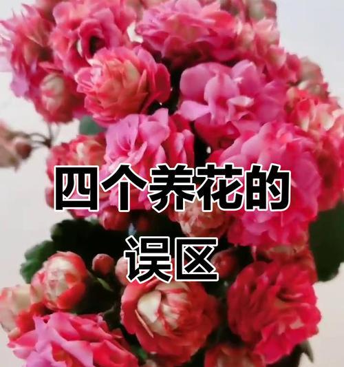 为什么总是养不好花？有哪些常见的养花误区？