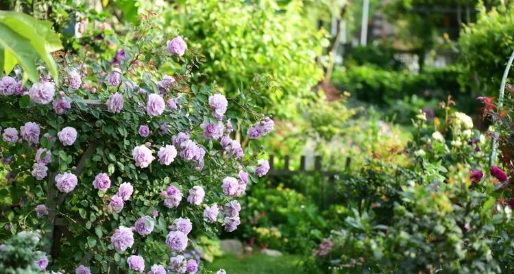 月季花冬季养护需要注意什么？