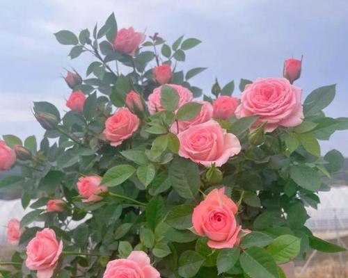 月季花冬季养护需要注意什么？