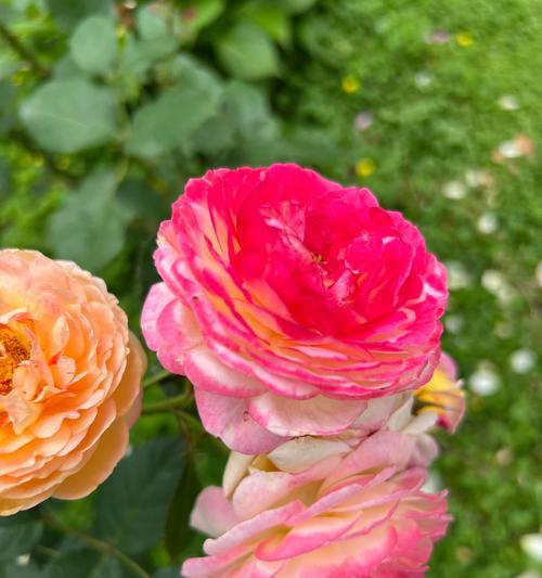 月季花冬季养护需要注意什么？