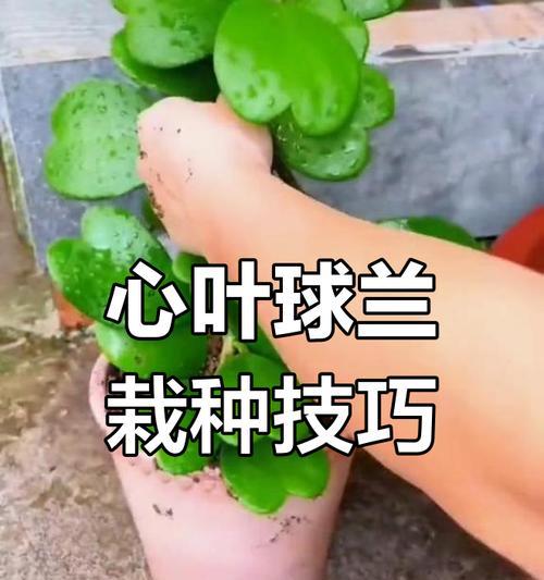 球兰修剪的正确方法是什么？