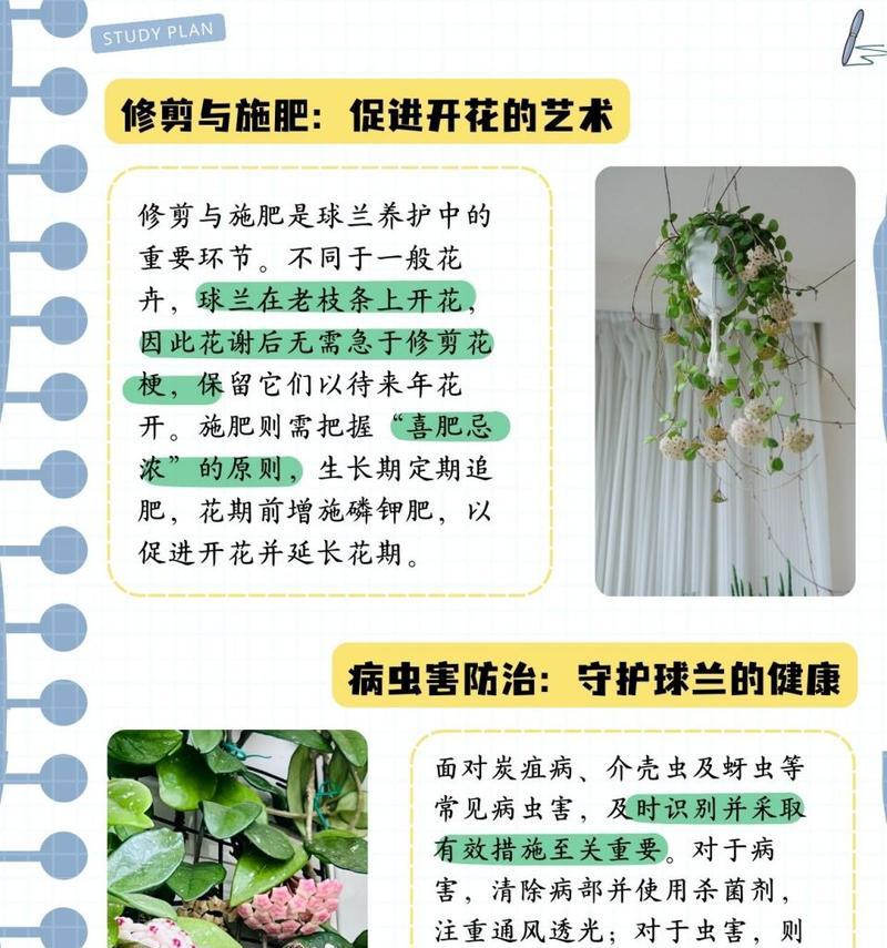 球兰修剪的正确方法是什么？