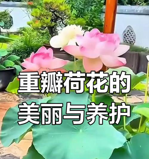 荷花有多少种品种？荷花的种植和养护技巧是什么？