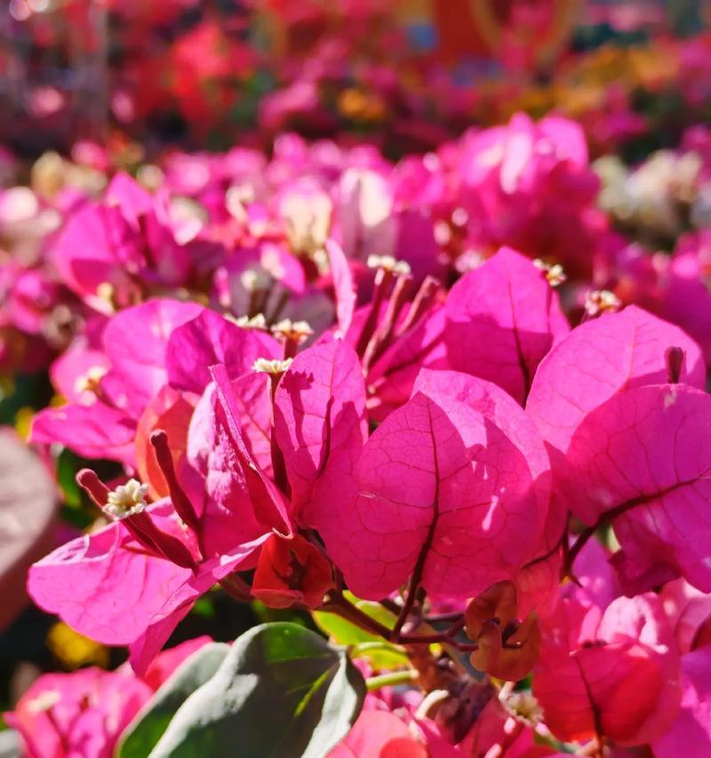 春天适合种植哪些花卉？有哪些花能在春天盛开？