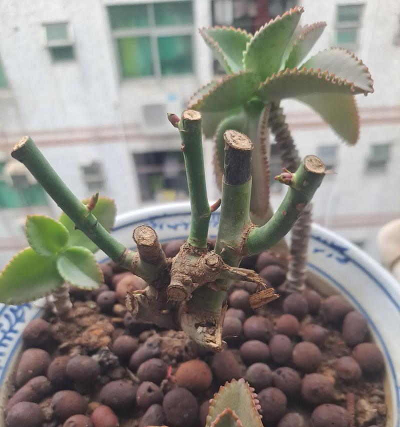 小玫瑰盆栽养护技巧是什么？