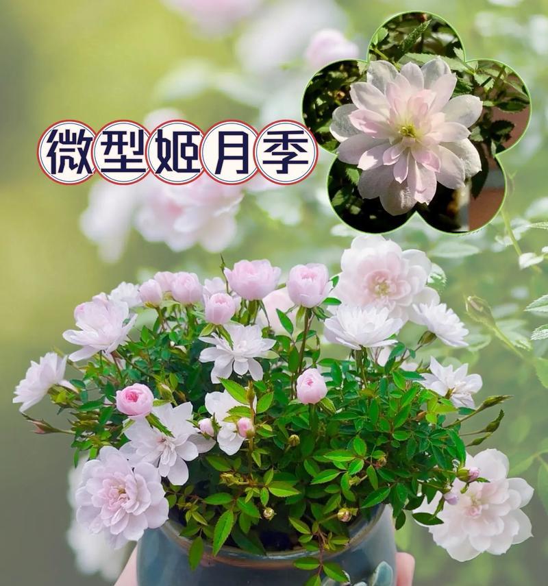 小玫瑰盆栽养护技巧是什么？