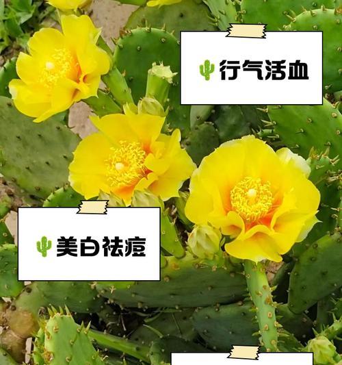 仙人掌品种有哪些？仙人掌的种类和特点是什么？