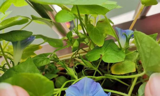 牵牛花的最佳移植时间是什么时候？移植步骤是怎样的？