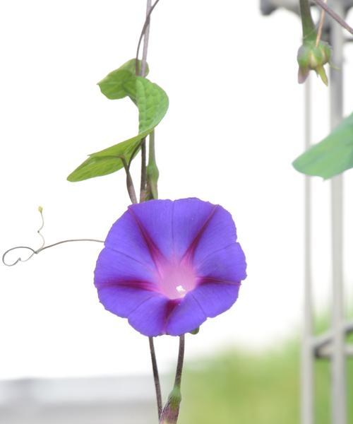 牵牛花的最佳移植时间是什么时候？移植步骤是怎样的？