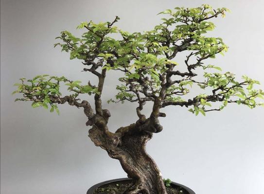哪些树种适合制作盆景？盆景树种有哪些？
