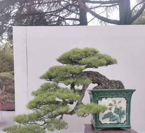 哪些树种适合制作盆景？盆景树种有哪些？