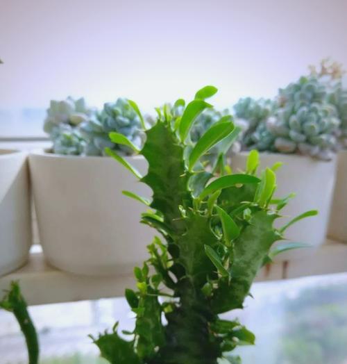 龙骨植物品种有哪些？如何挑选最佳品种？