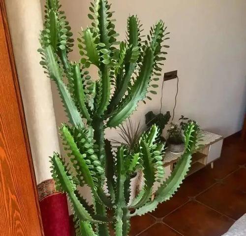 龙骨植物品种有哪些？如何挑选最佳品种？