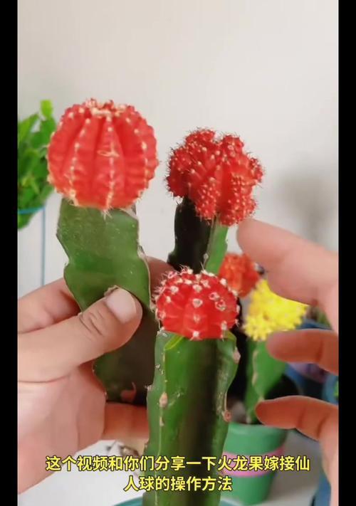 仙人球花谢后如何处理？