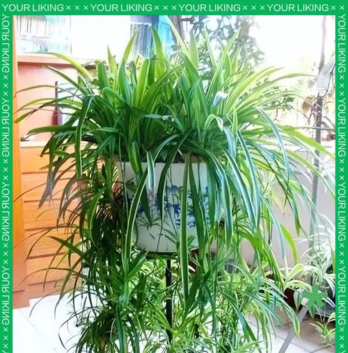 品种吊兰哪种最好？如何挑选和养护吊兰？