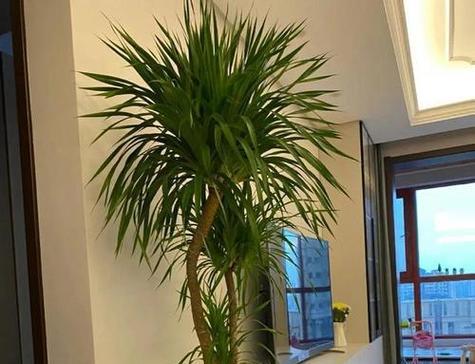 室内植物品种有哪些？如何选择适合的室内植物？