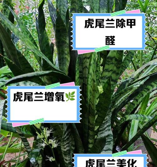 虎尾兰冬季养殖的注意事项有哪些？