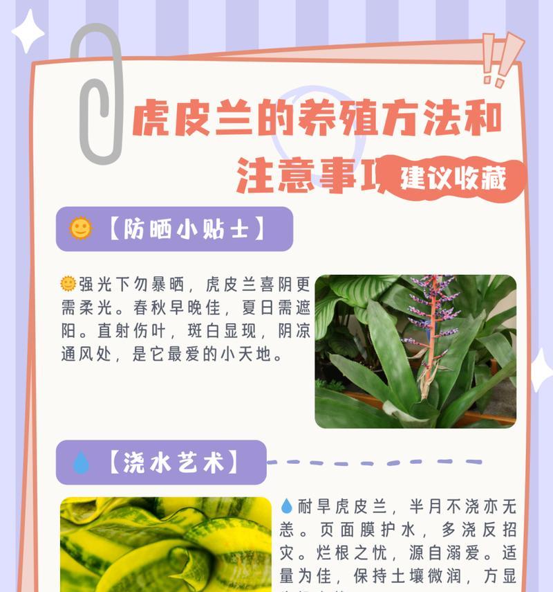 虎尾兰冬季养殖的注意事项有哪些？
