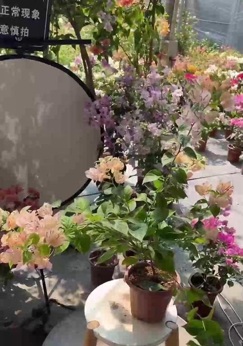 金鱼吊兰不开花的原因是什么？怎样才能促使其开花？