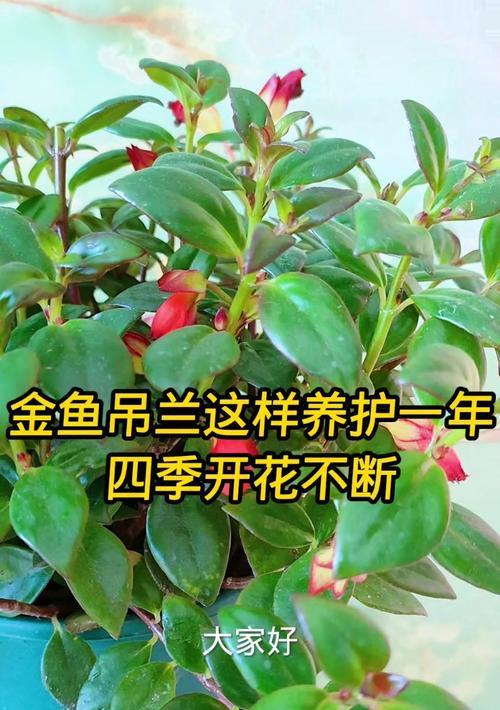 金鱼吊兰不开花的原因是什么？怎样才能促使其开花？
