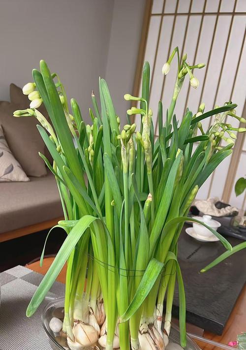 冬天养什么植物？冬季室内植物养护小贴士有哪些？