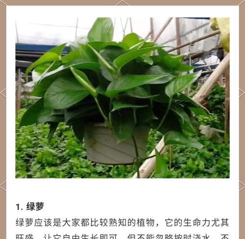冬天养什么植物？冬季室内植物养护小贴士有哪些？