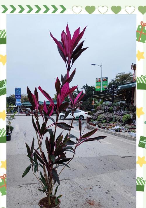 冬天养什么植物？冬季室内植物养护小贴士有哪些？