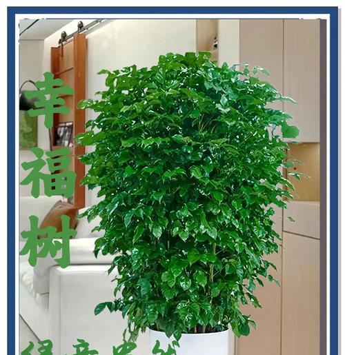 幸福树的种植和养护技巧有哪些？