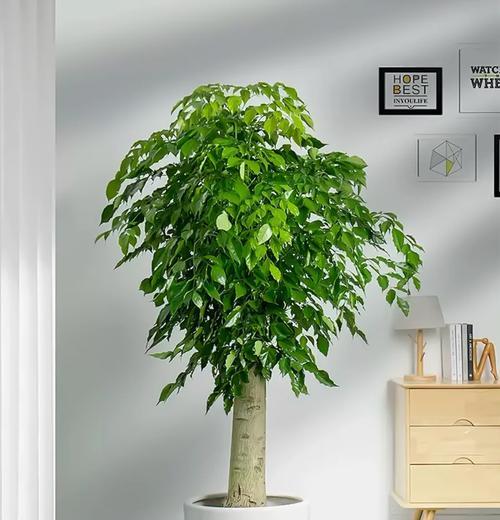 幸福树的种植和养护技巧有哪些？