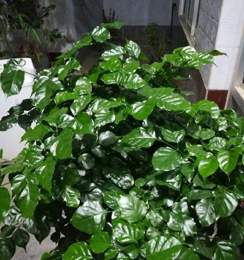 幸福树的种植和养护技巧有哪些？